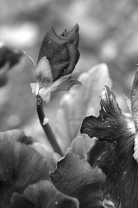 doging for petals