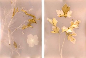 lumen-prints-sm001