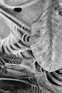 Heather Siple -frozen leaves- 09