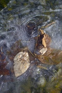 Heather Sipleleaves and lace -364